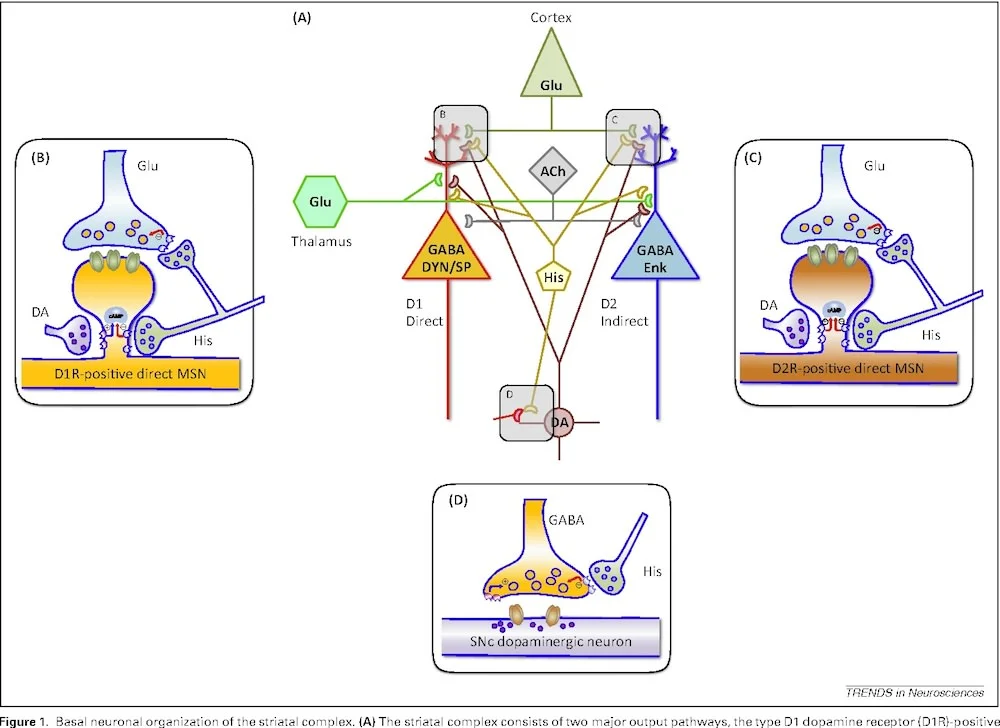 All About Histamine H3 Receptors (HRH3/HR3) Mechanisms, And