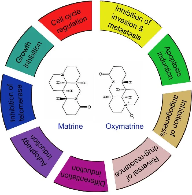 The 22+ Benefits Of Oxymatrine (With Natural Sources, Synergies, And ...