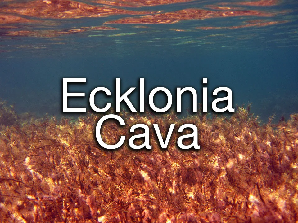 ecklonia-cava.jpg