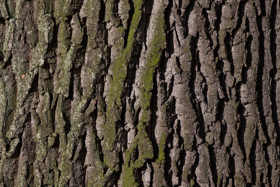 The 35+ Benefits Of French Maritime Pine Bark (Pycnogenol, Flavangenol And  Oligopin) — MyBioHack
