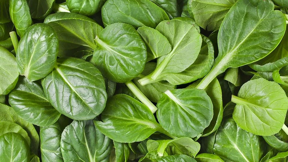 spinach rubiscolin.jpg