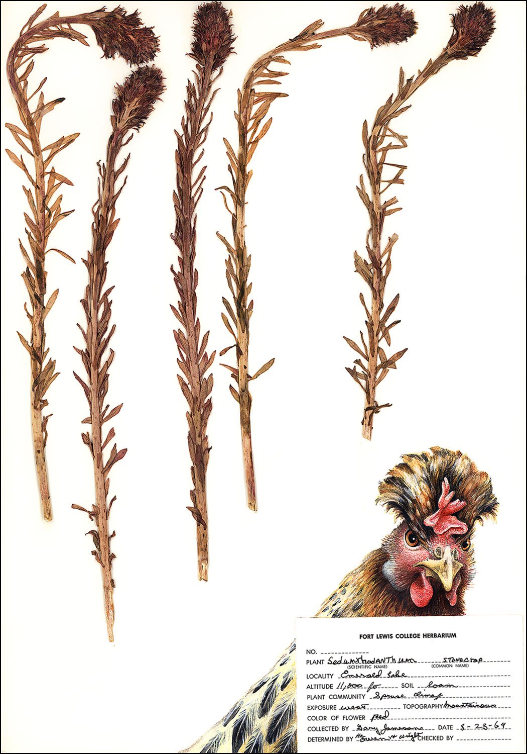Stonecrop, a Crested Chicken Interfering