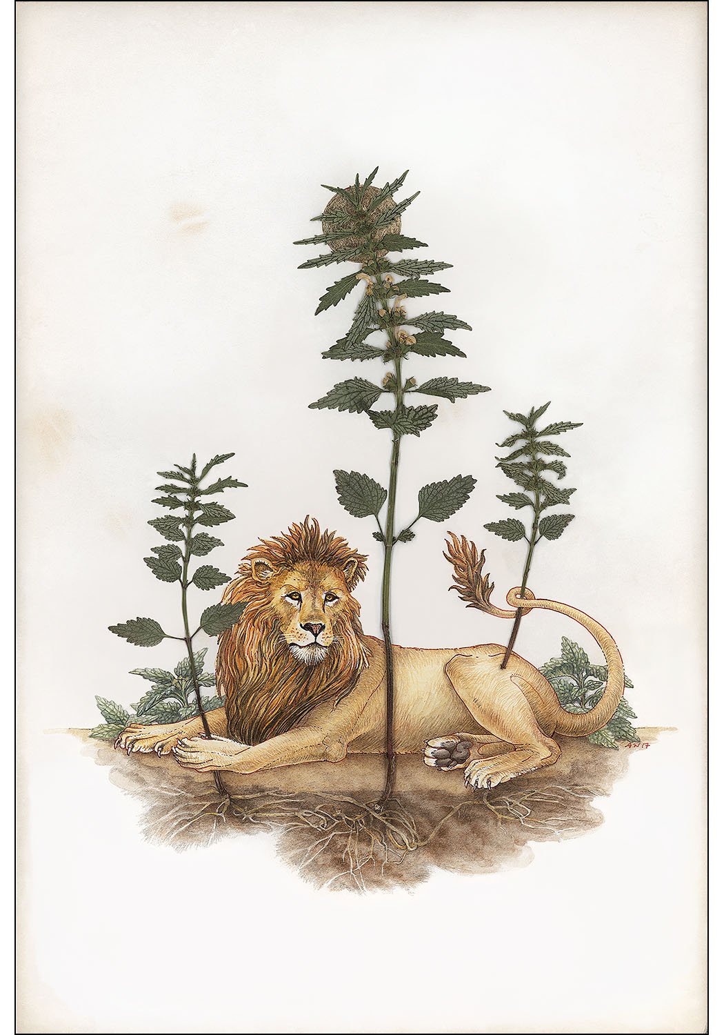 The Lion Lies Down with the Lamium 