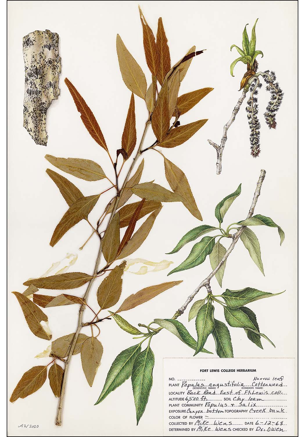 Populus angustifolia, Redux