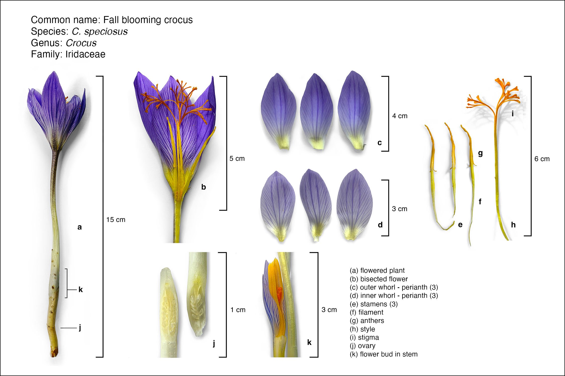 Botanical diagram: Crocus speciosus