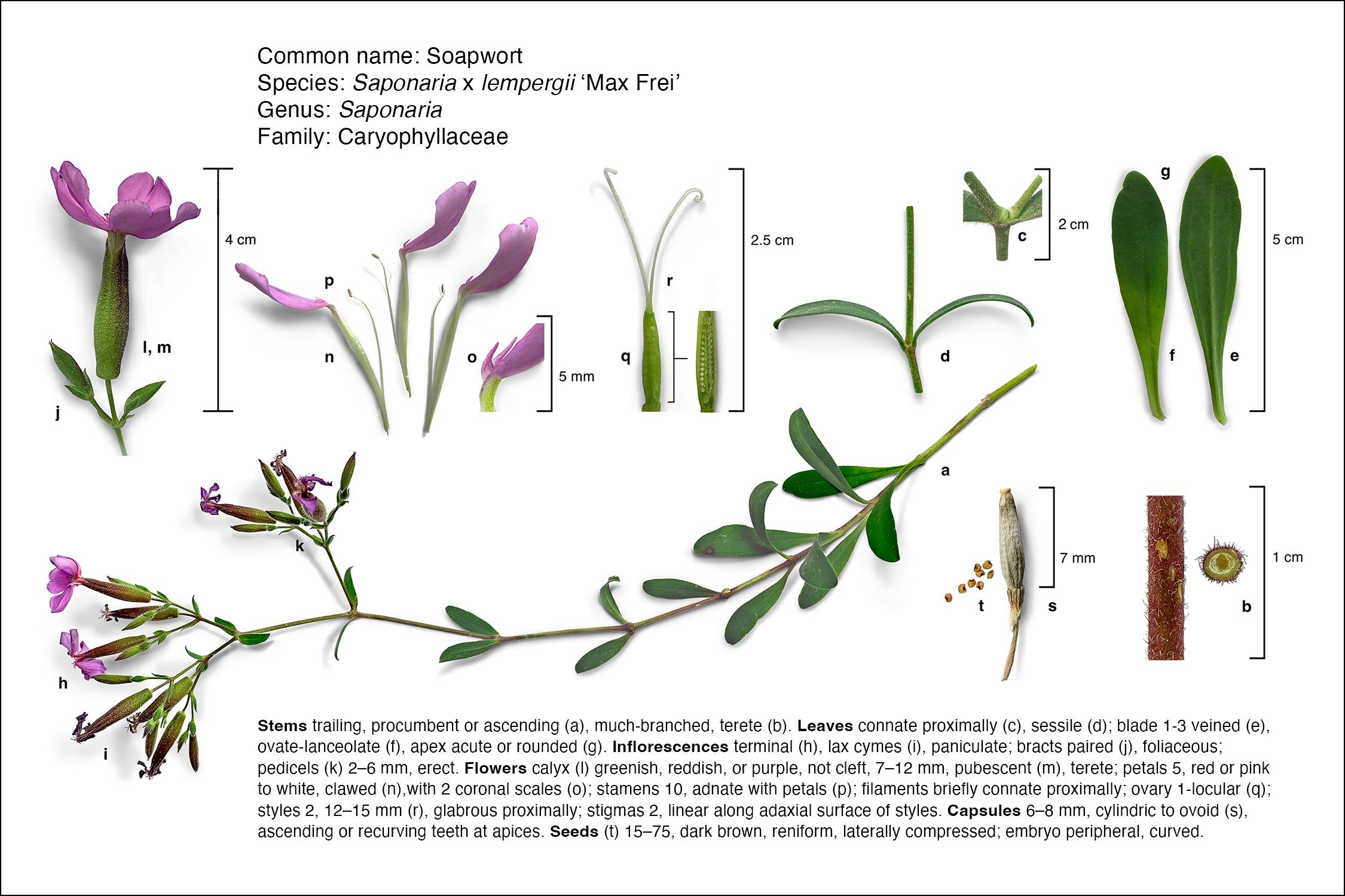 Botanical diagram: Saponaria x lempergii 'Max Frei'