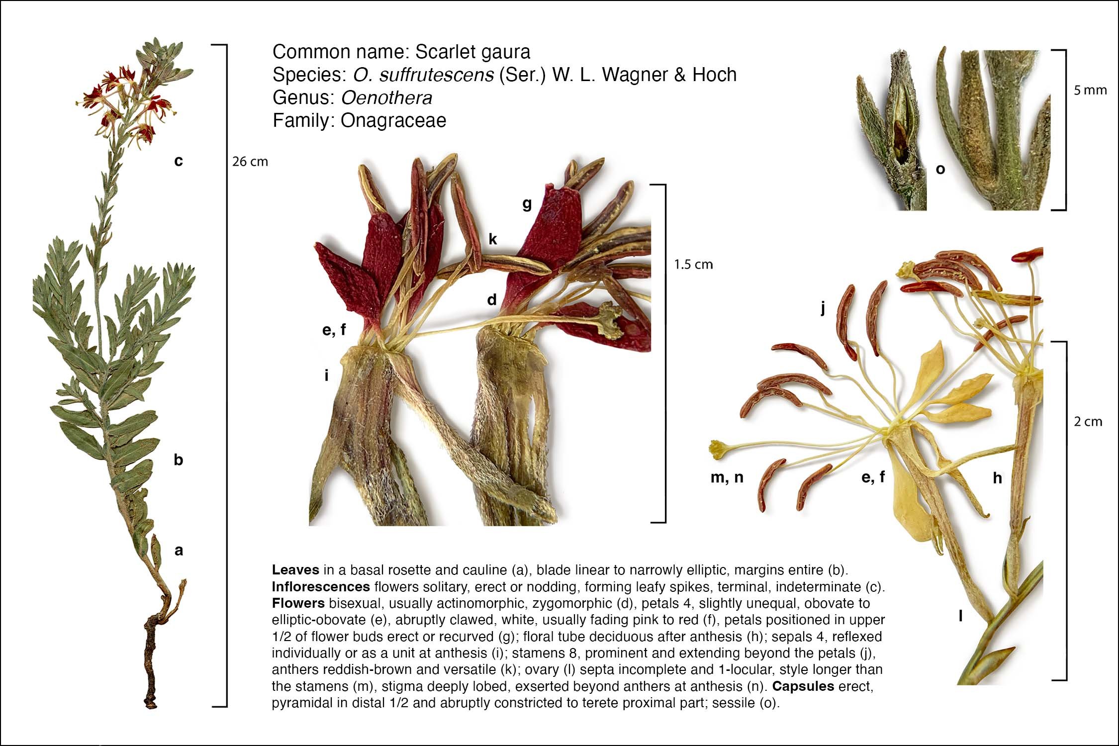 Botanical Diagram: Oenothera suffrutescens