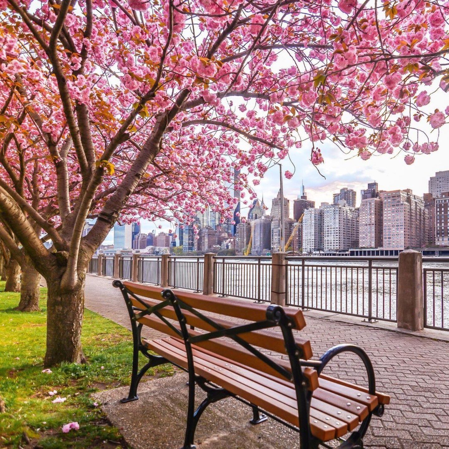 Spring has finally sprung in NYC and the cherry blossoms are in full bloom! 💕 Get those brows and lashes ready for your next big event?! Click the link in our Bio! 💫
 📷 @nyclovesnyc 

#nyc #springtime #browshapingnyc #browtiste #primpnyc #seaportd