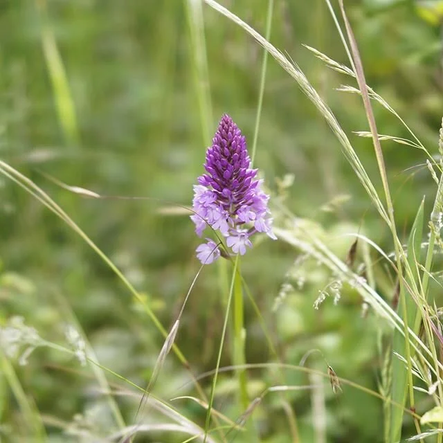 A Pyramidal orchid (feel free to correct me) that I found growing on a industrial estate while my car was being fixed - for the full story have a listen to &ldquo;Wilderness in surprising places&rdquo; on the Perfectrucksack Soundcloud. #soundcloud #