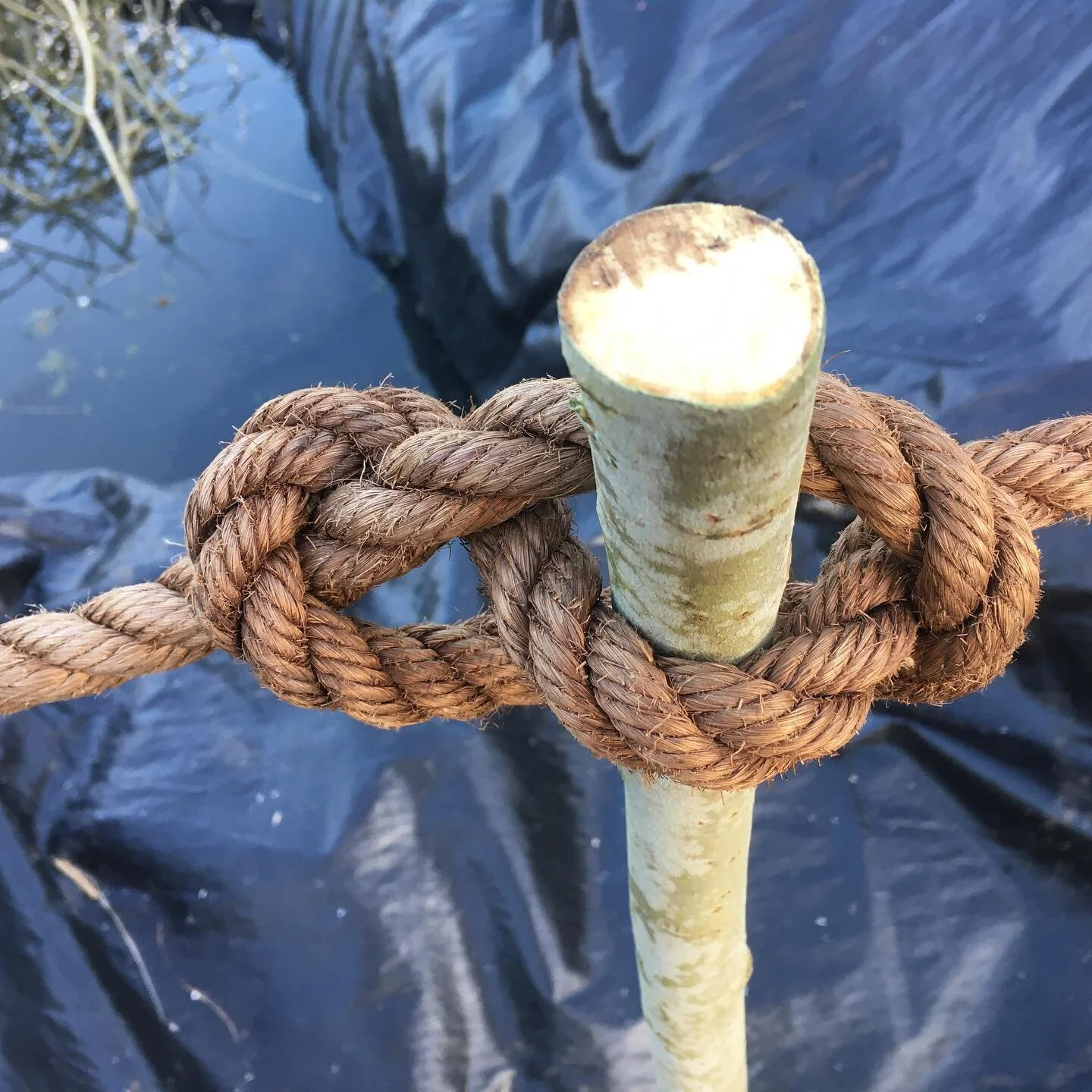 I put up some temporary fencing at the allotment today, clove hitch and marlin-spike hitch. #knots #clovehitch #marlinspikehitch #allotmentlife #rope #ropelover