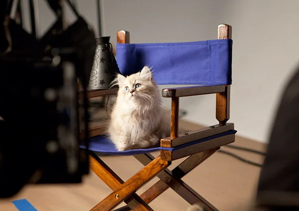 Dollface-Persian-Kitten_Directors-Chair.jpg