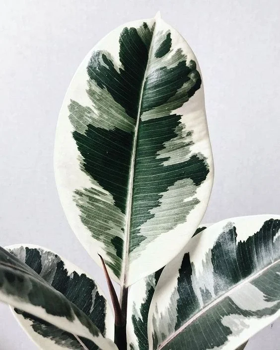Variegated Rubber Plant
