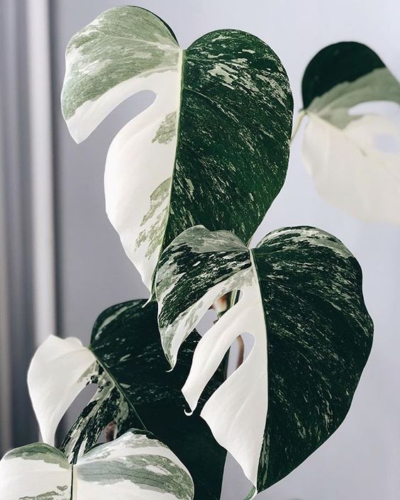 Monstera Variegata