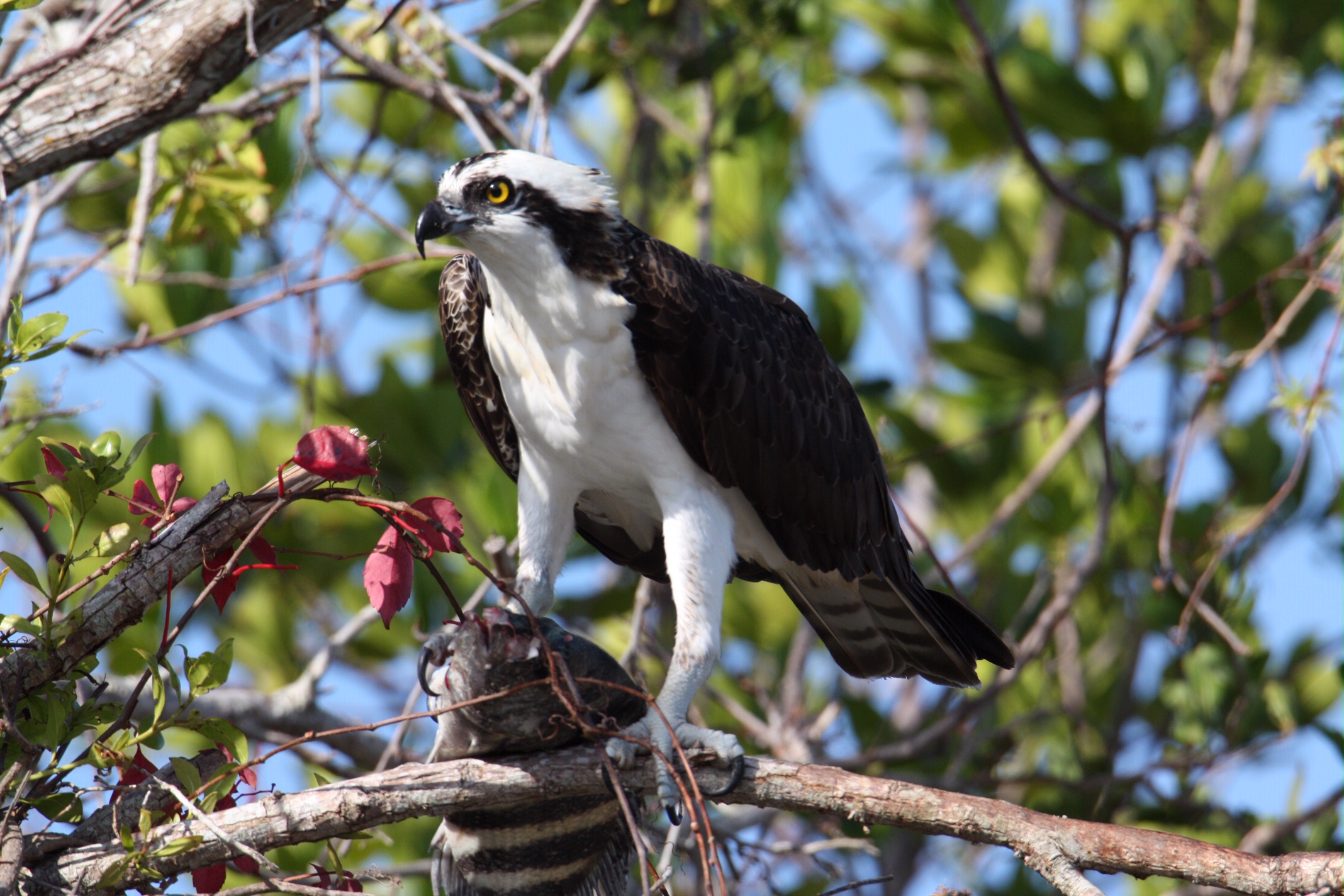 Osprey