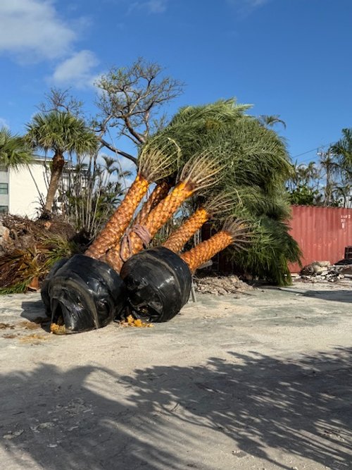 Palm tree delivery