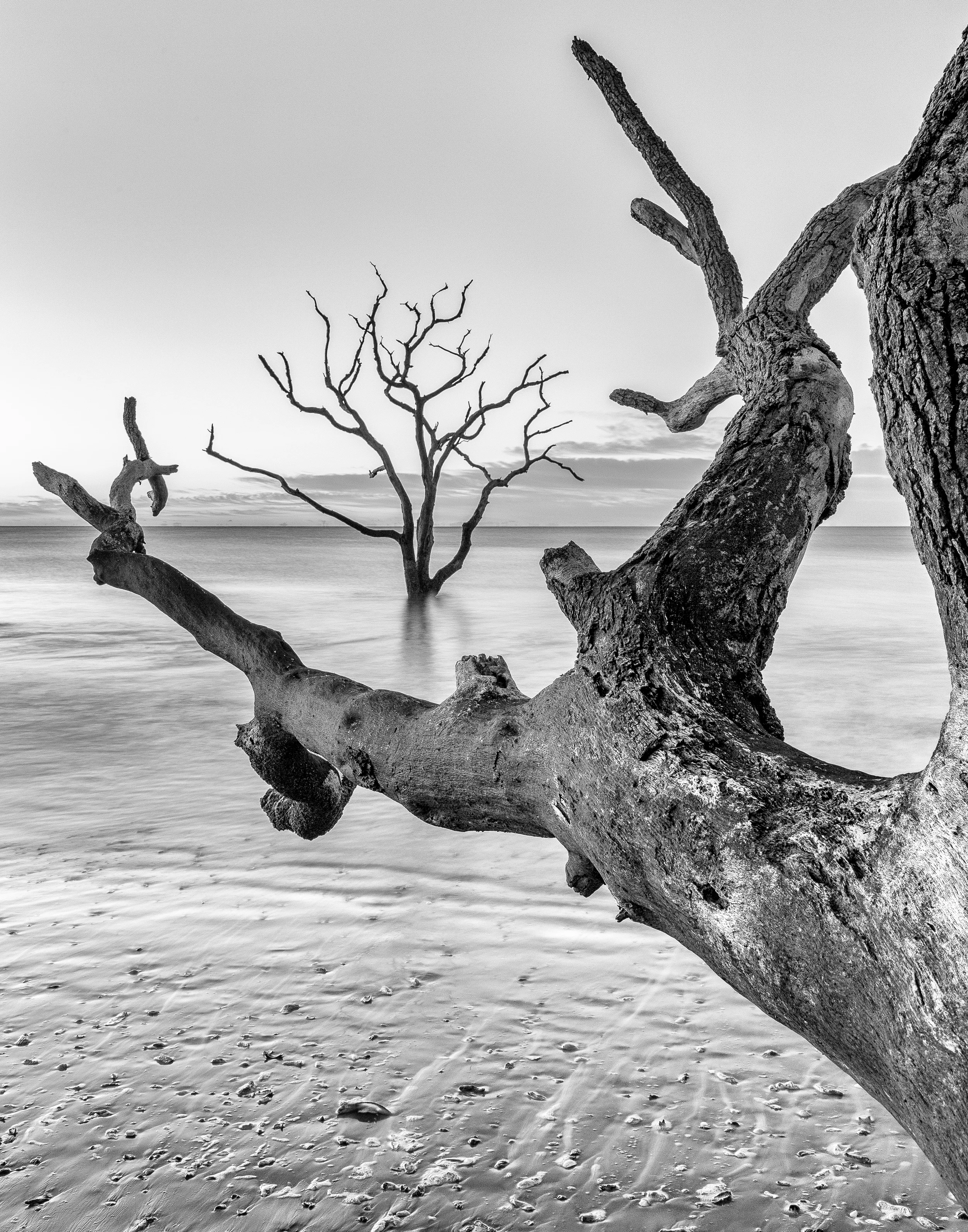 Boneyard Trees @ Botany Bay II