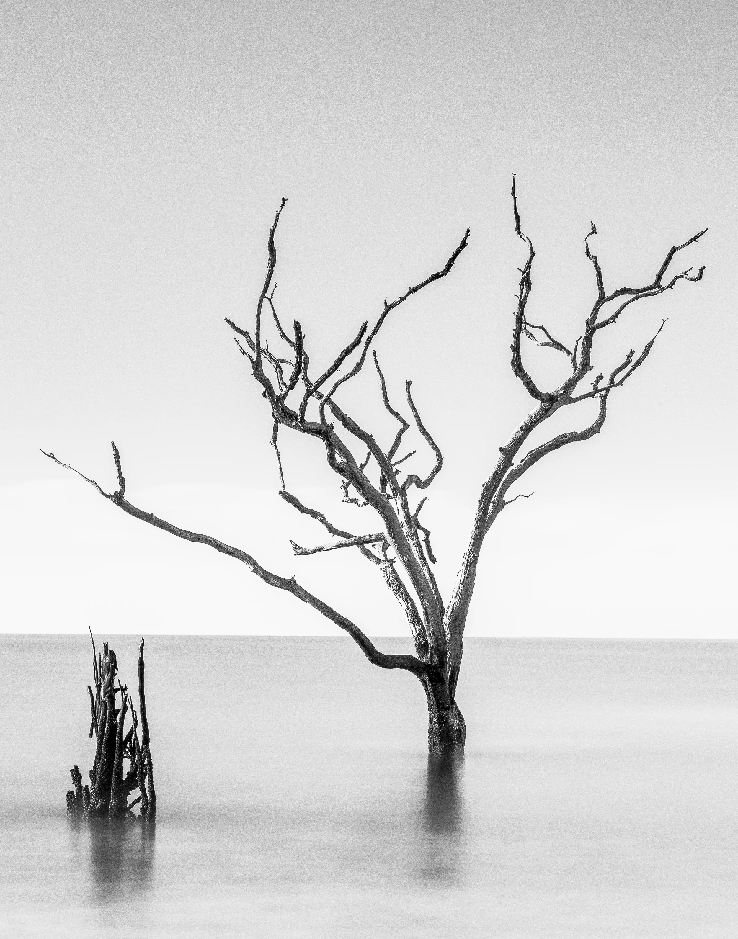 Boneyard Trees