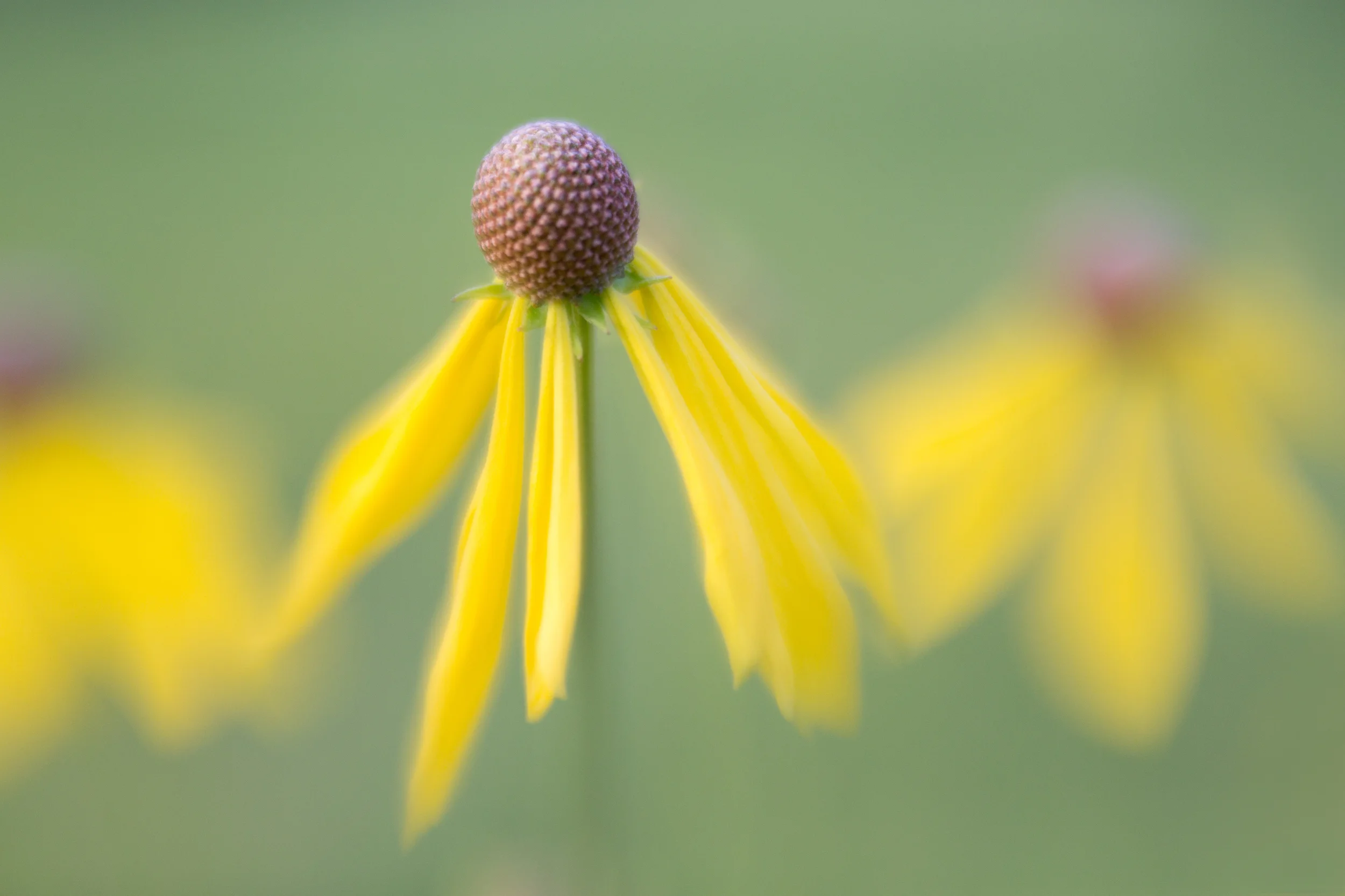 _L6A7935-Edit.jpg