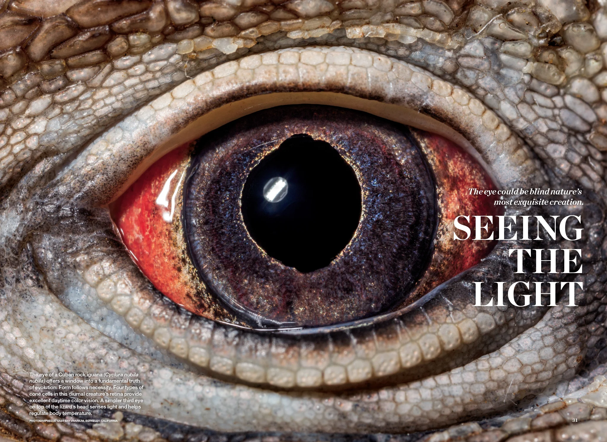 Evolution of Eyes: With photographer David Littschwager