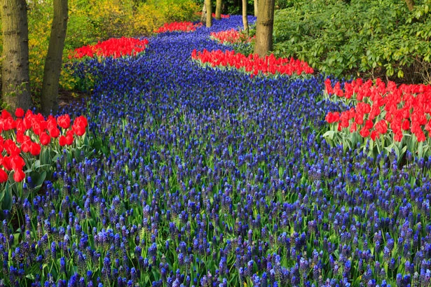 blue-flower-bed.jpg