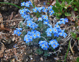 Alpine-Forget-me-not_-NPS-3_1.jpg