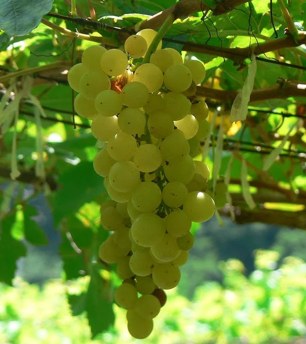 Chenin_blanc_grapes.jpg