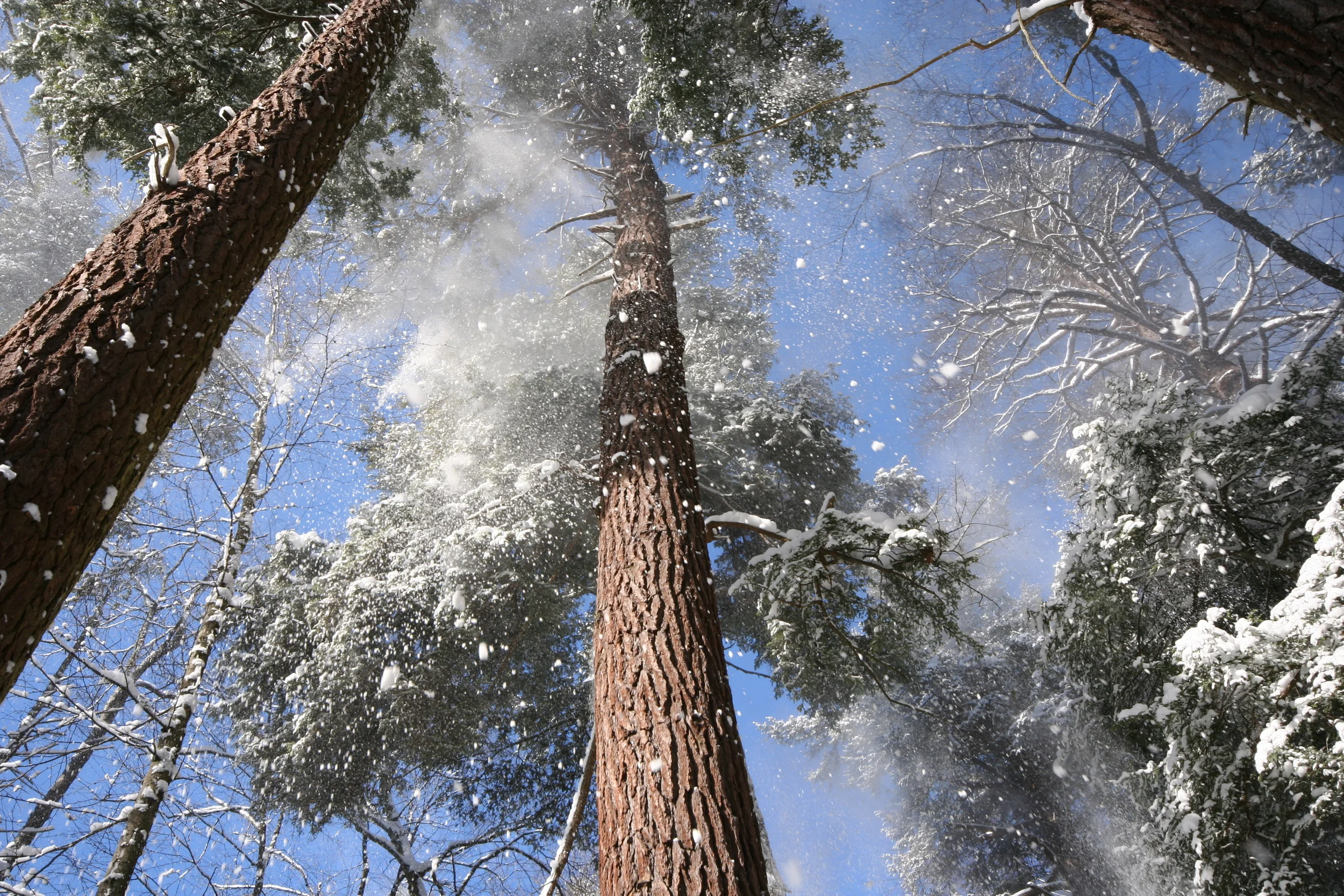 Swallow falls snow fall.JPG