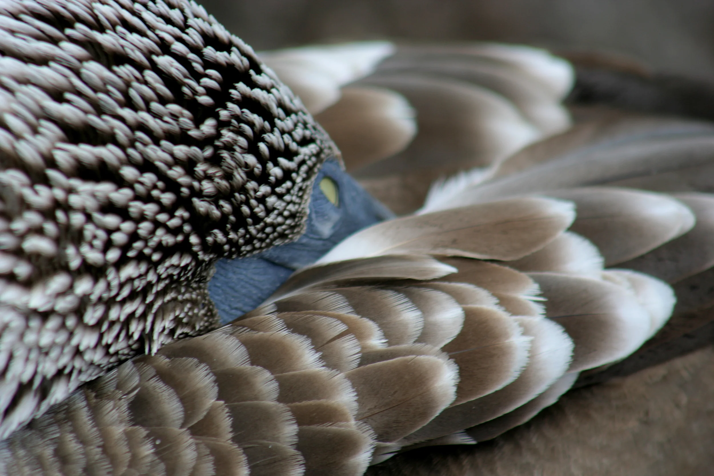 Blue Footed Boobie