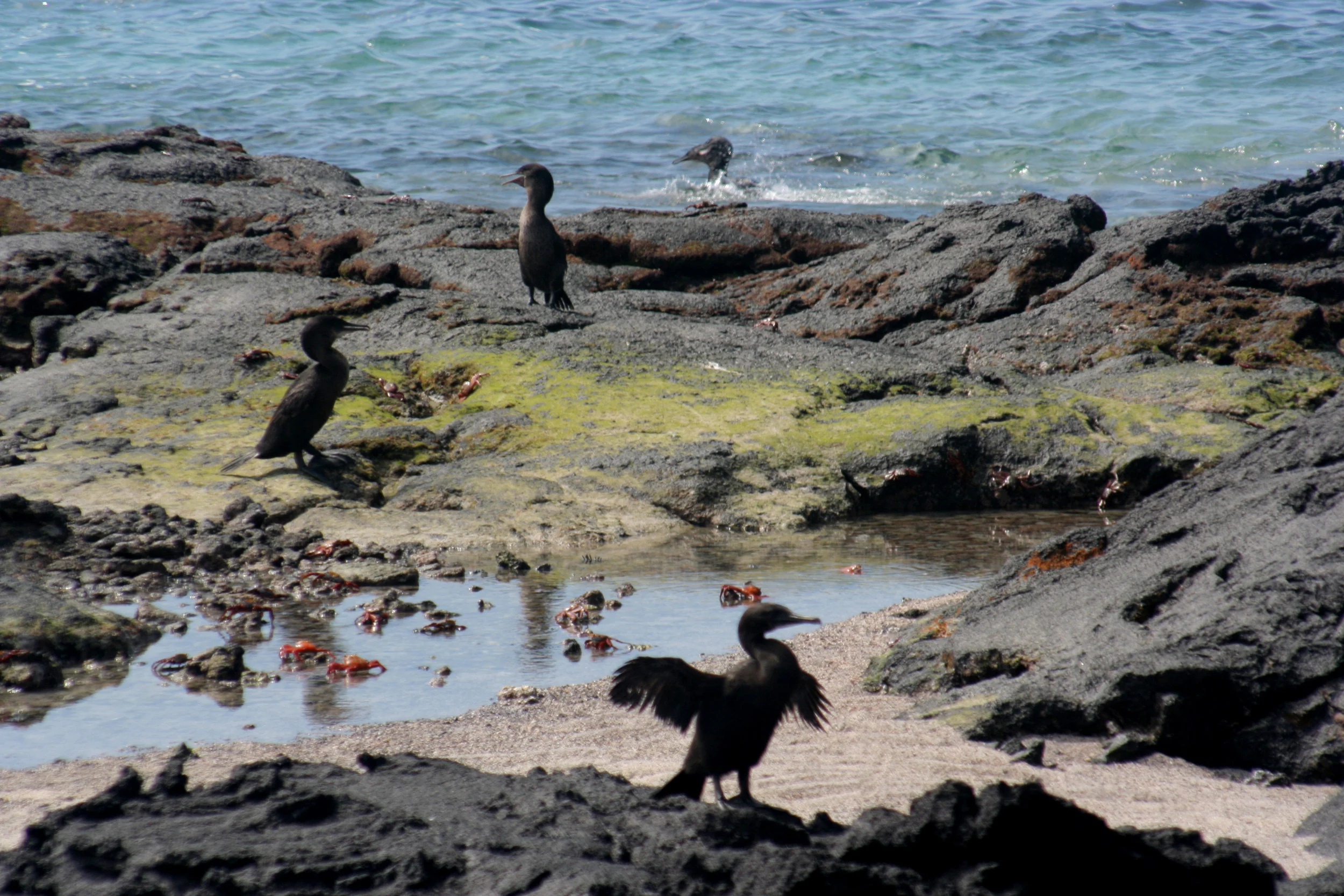 Punta Espinosa128.JPG