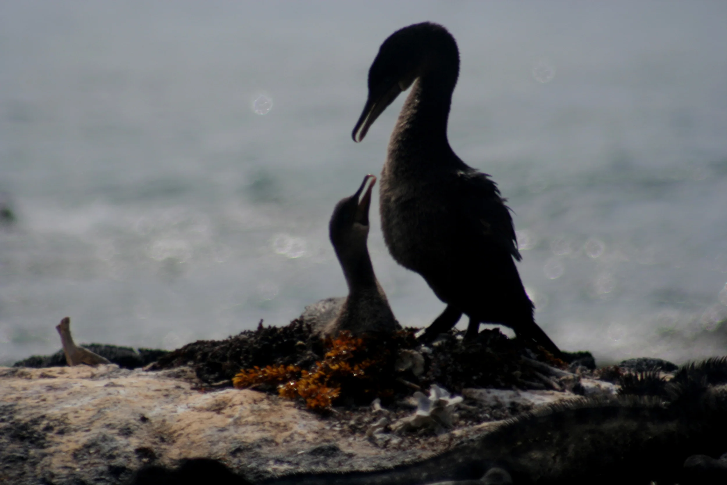 Punta Espinosa093.JPG