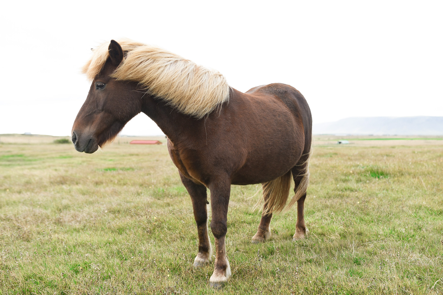 Icelandic horses are super friendly and will walk right up to you.