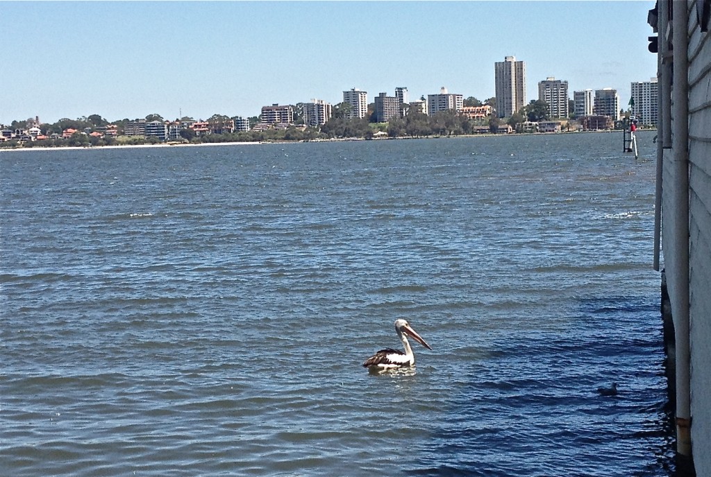 Prehistoric sized pelican. For scale, that little black spot to the right is a seagull.