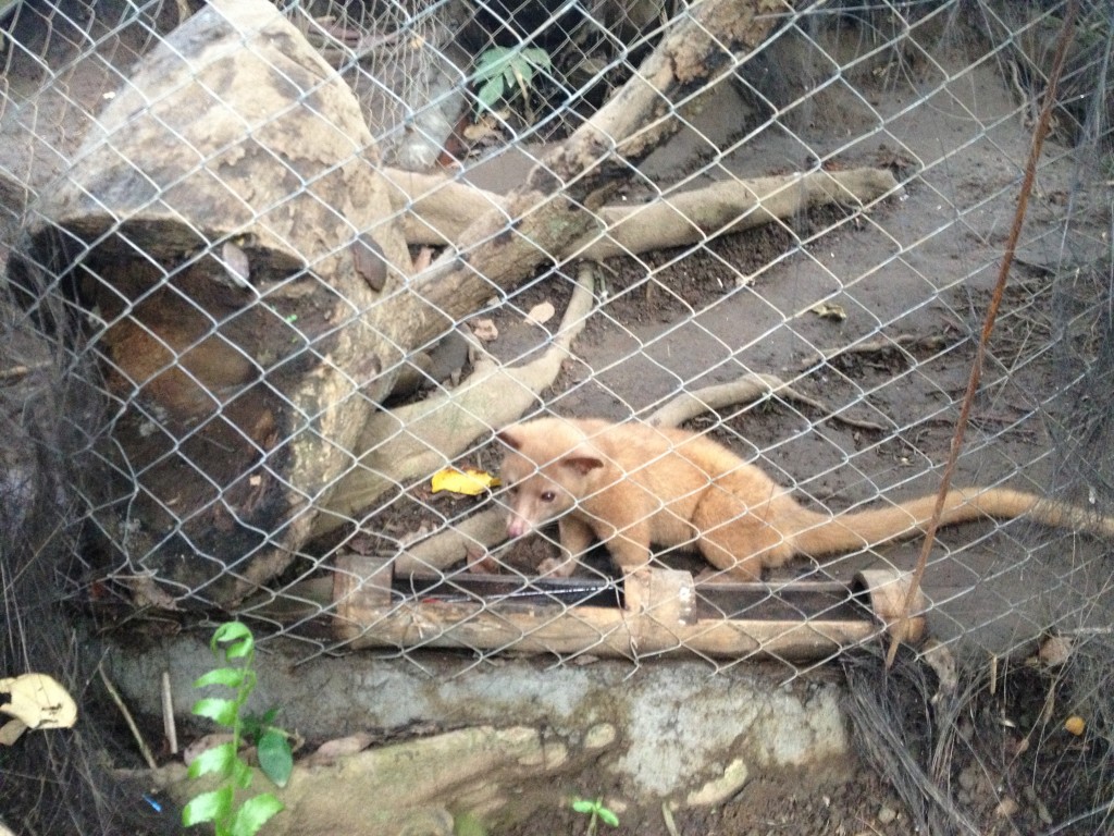 Luwak, aka Civet Cat in Ubud, Bali.