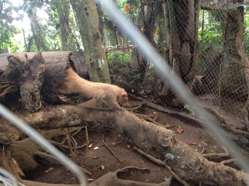 These Luwaks are on display for agrotourists, otherwise all of the farm’s participating Luwaks live in the wild.