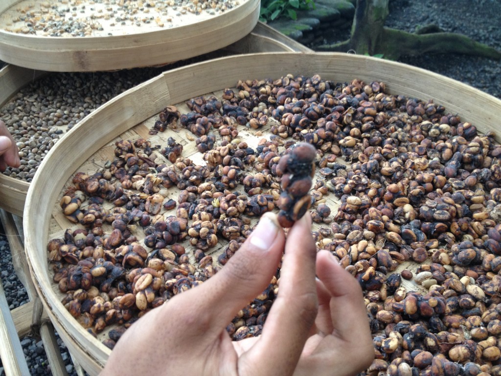Luwak product.
