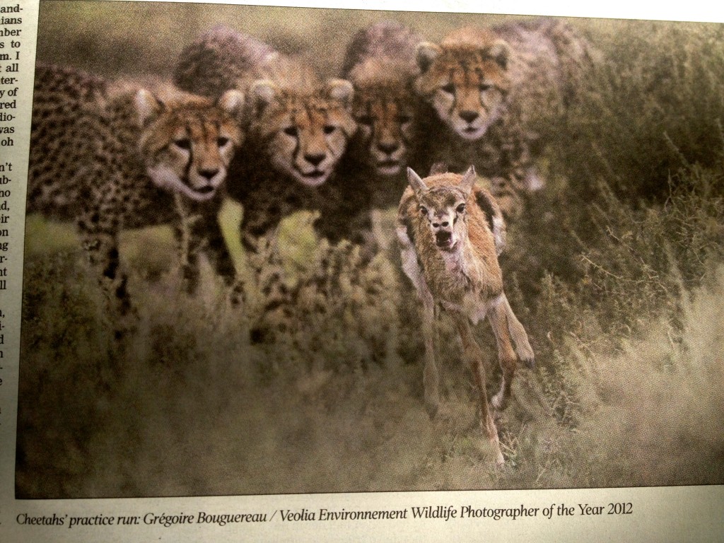 First thing I see in the local newspaper is this photo. Clearly the local news in South Africa would include something like this.