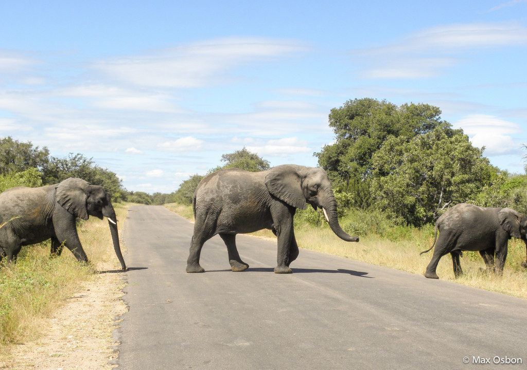 Elephant crossing on random afternoon in Zimbabwe.
