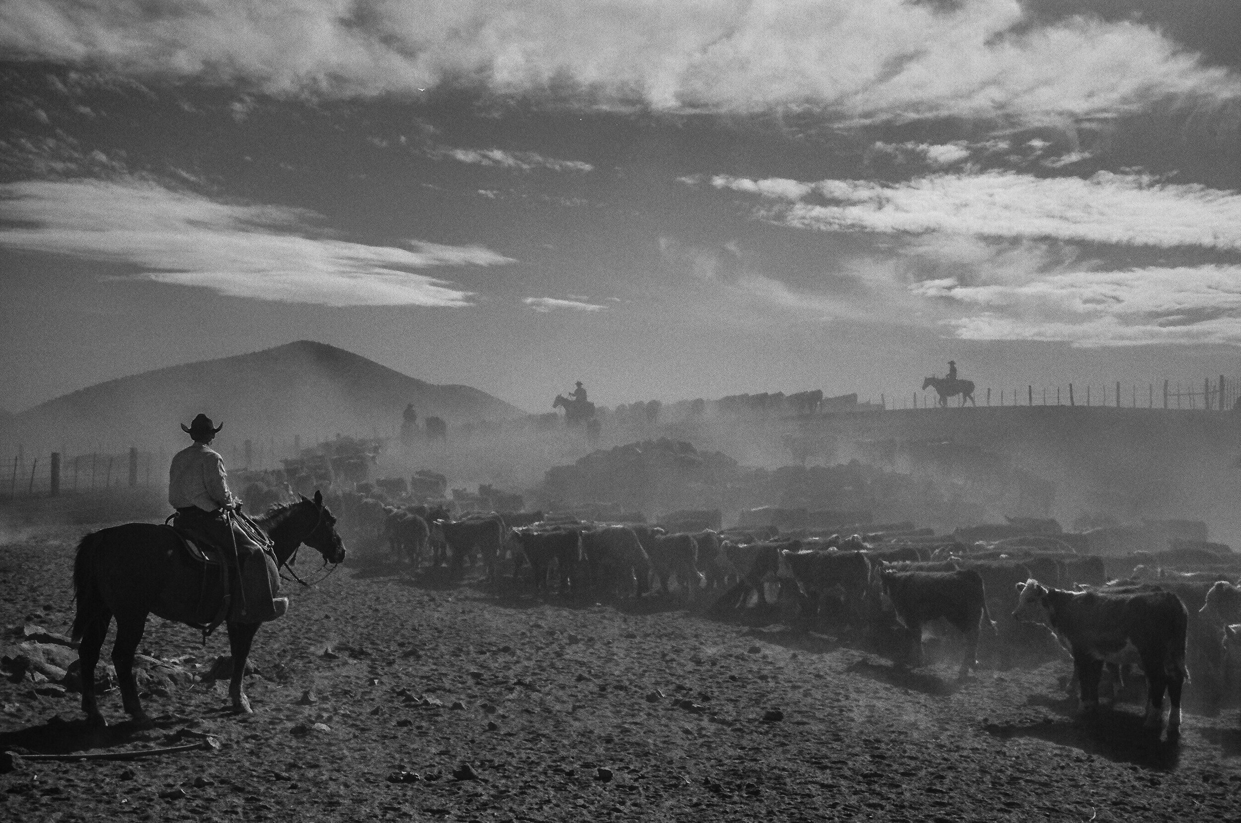    Cowboys: A Documentary Portrait   