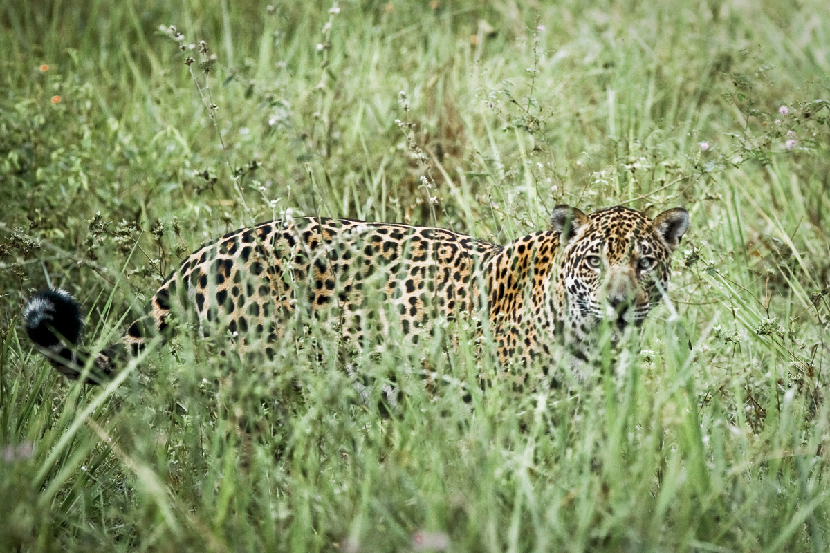 Brazil-Pantanal.jpg