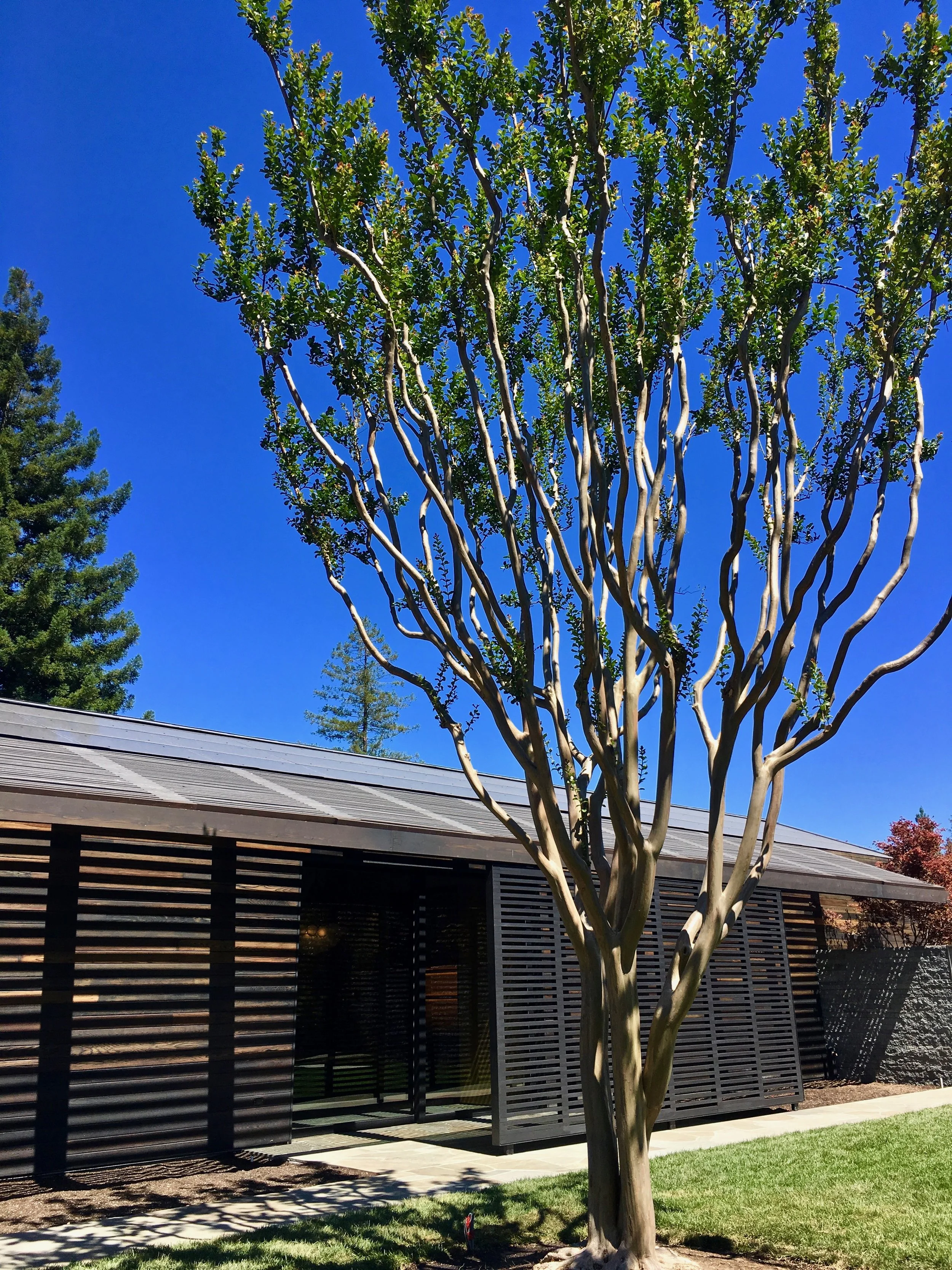 The French Laundry's new building