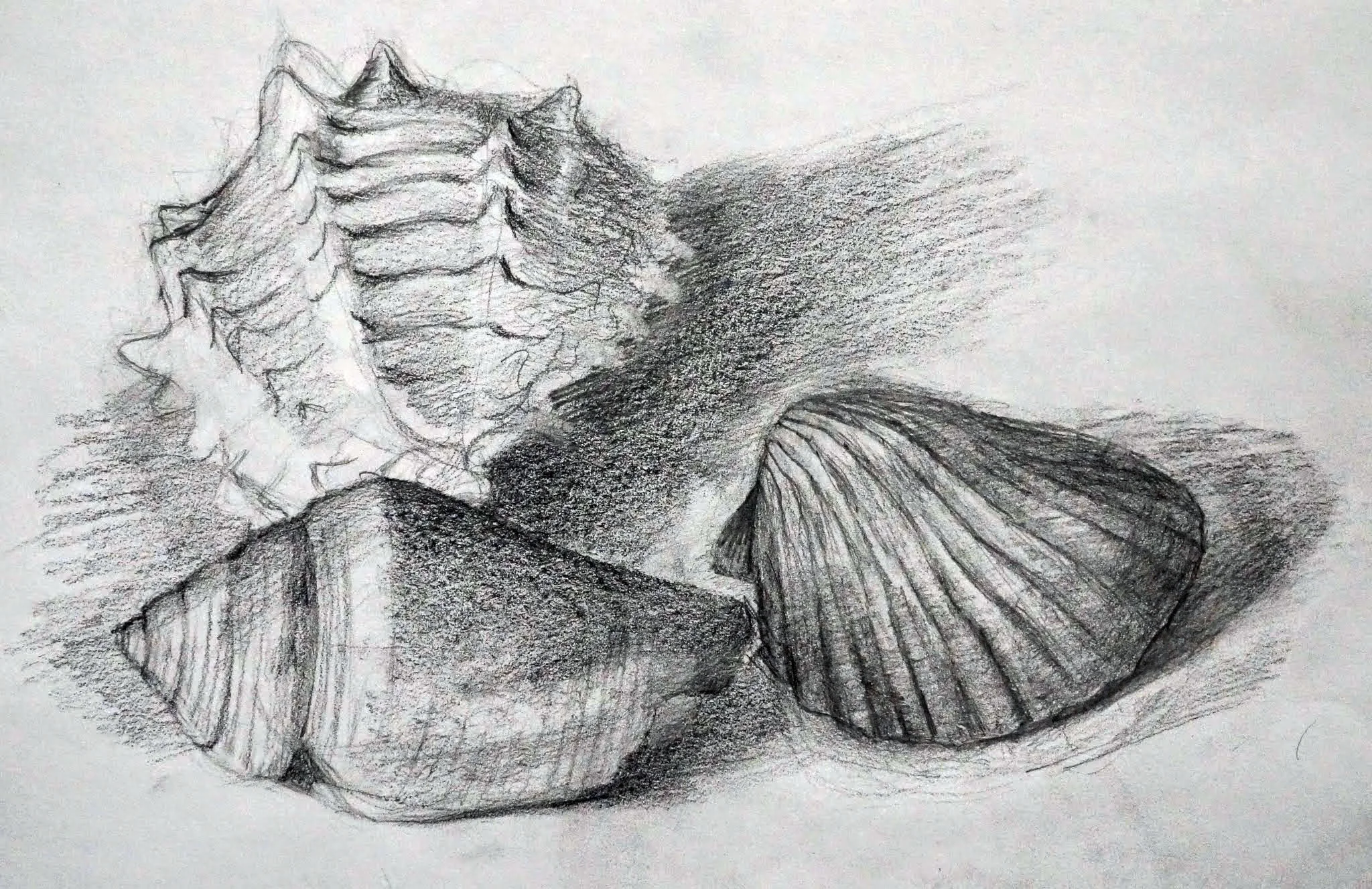Seashells
