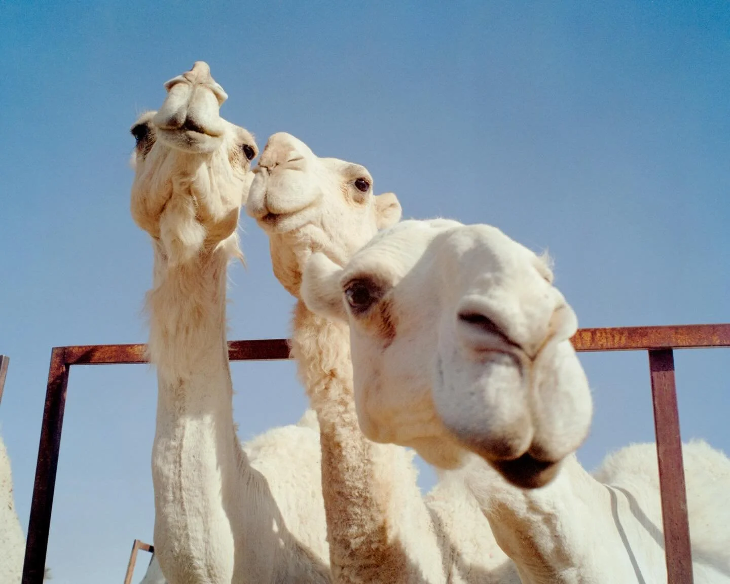(Edge of the World) حافة العالم
 Shot with the Mamiya 7ii.