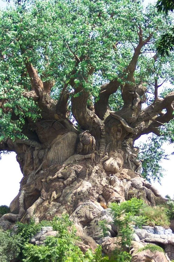 South African Tree.jpg