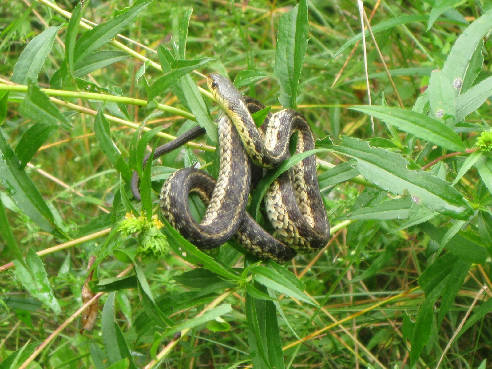Garter Snake 
