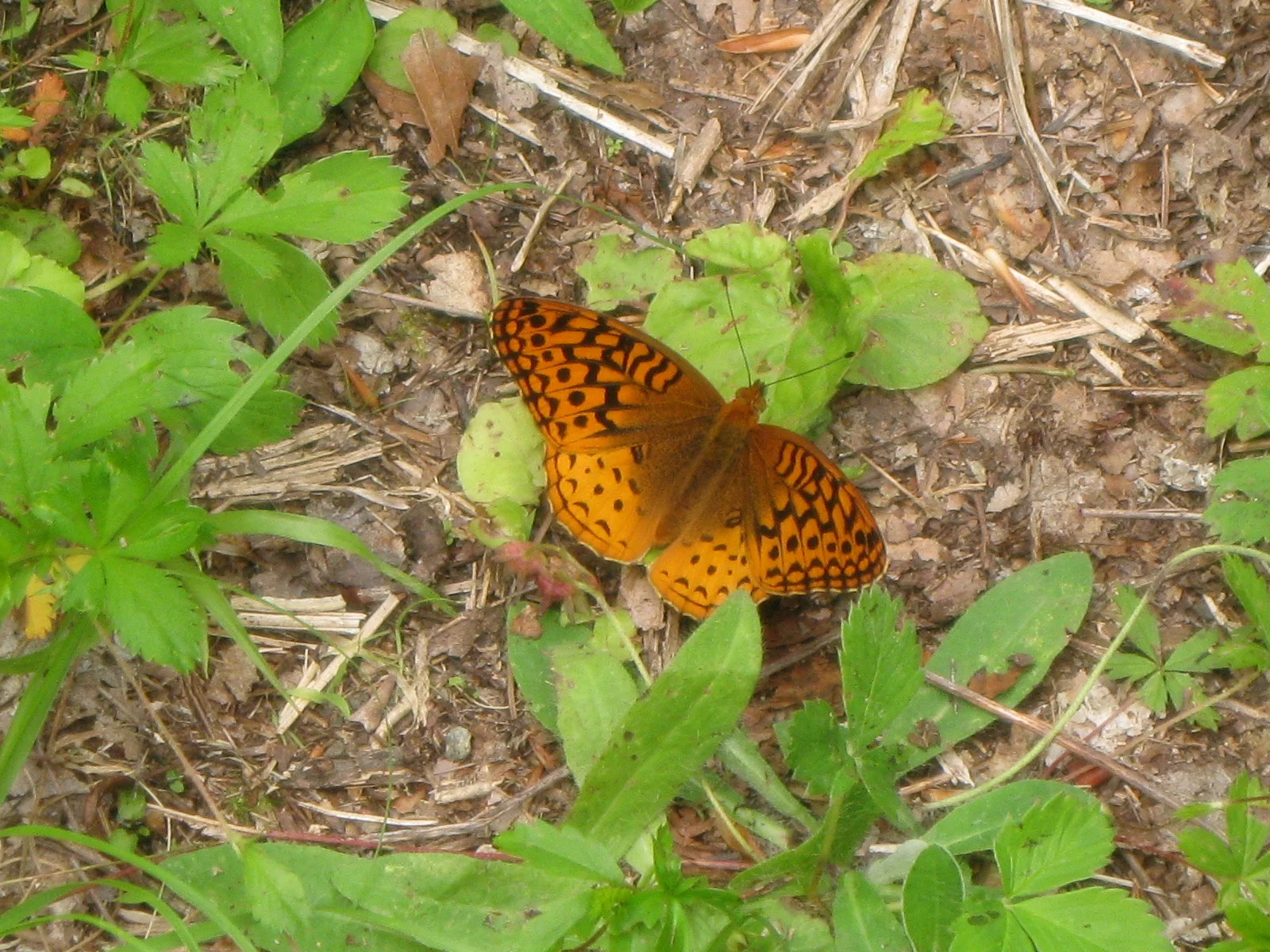 Great Spangled Fritillary