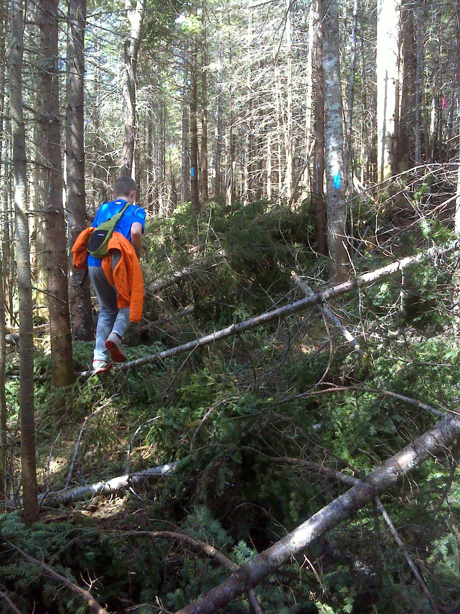 Blowdowns blocking trail on Big Moose Mountain
