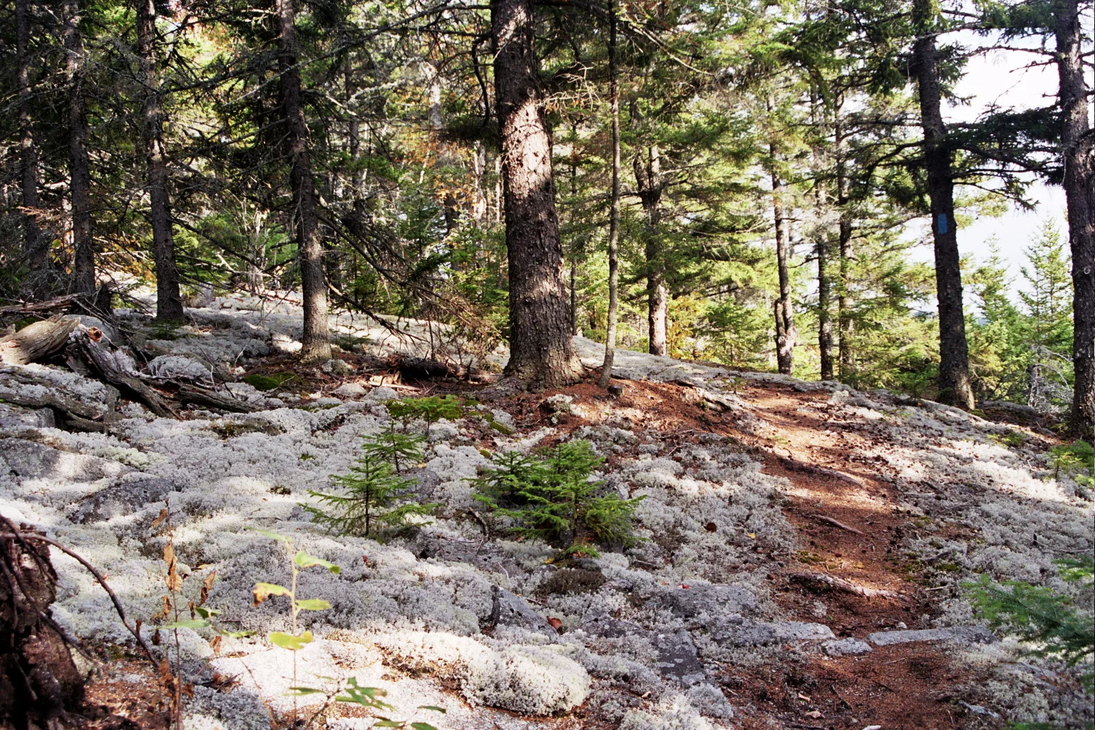 Lichen covered slope