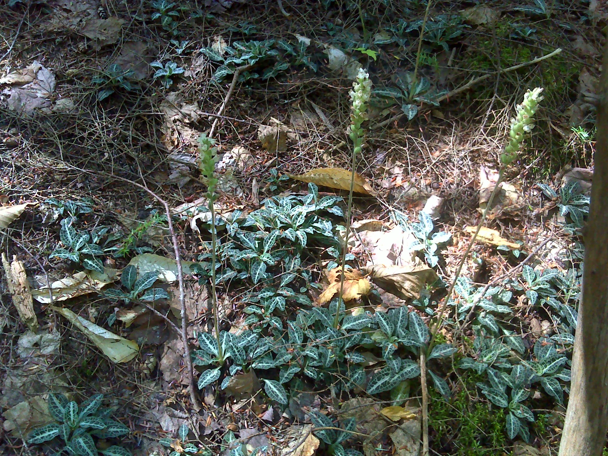 Rattlesnake Plantain...step on it and you'll get lost