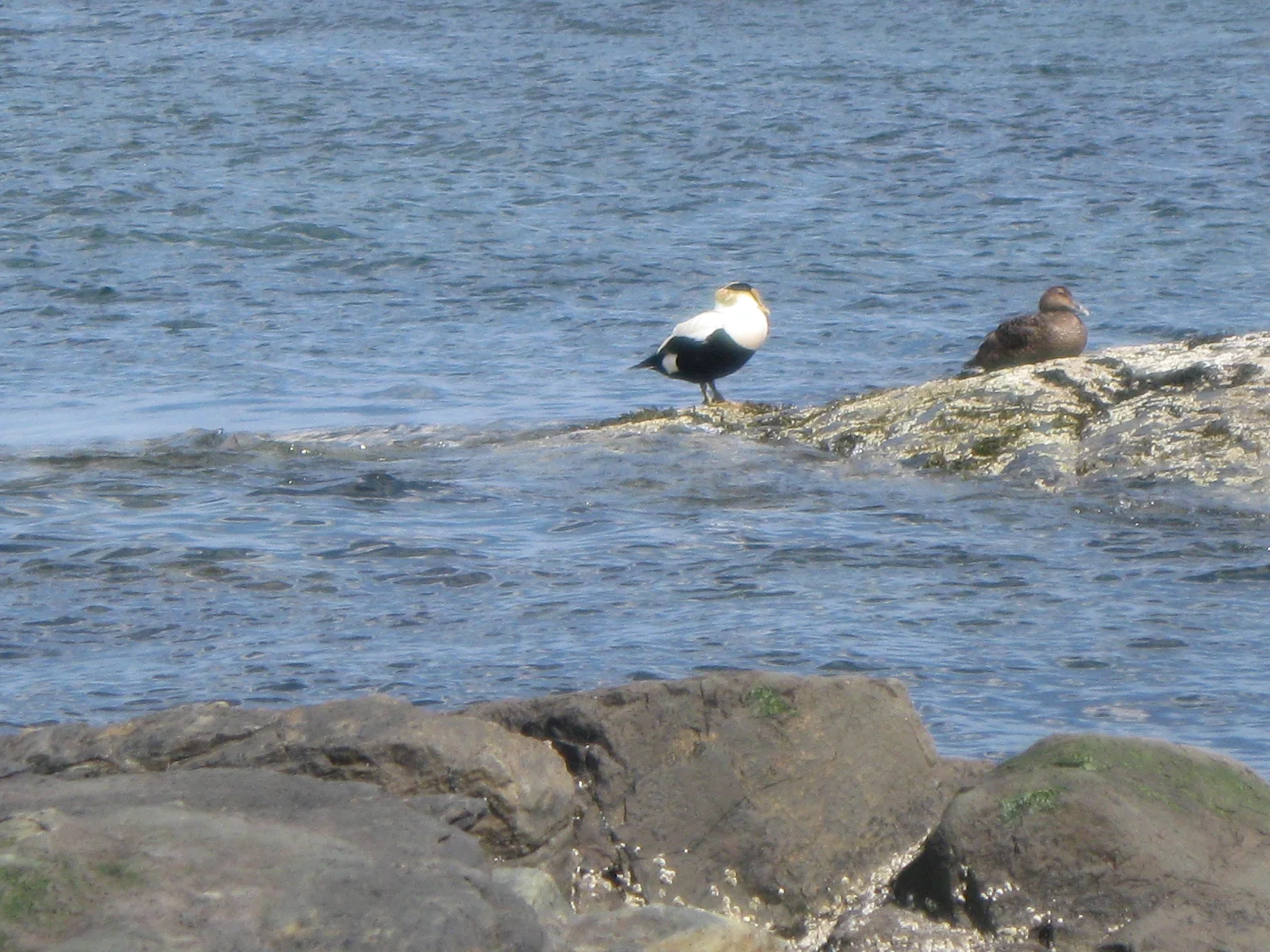 Common Eiders at Biddeford Pool