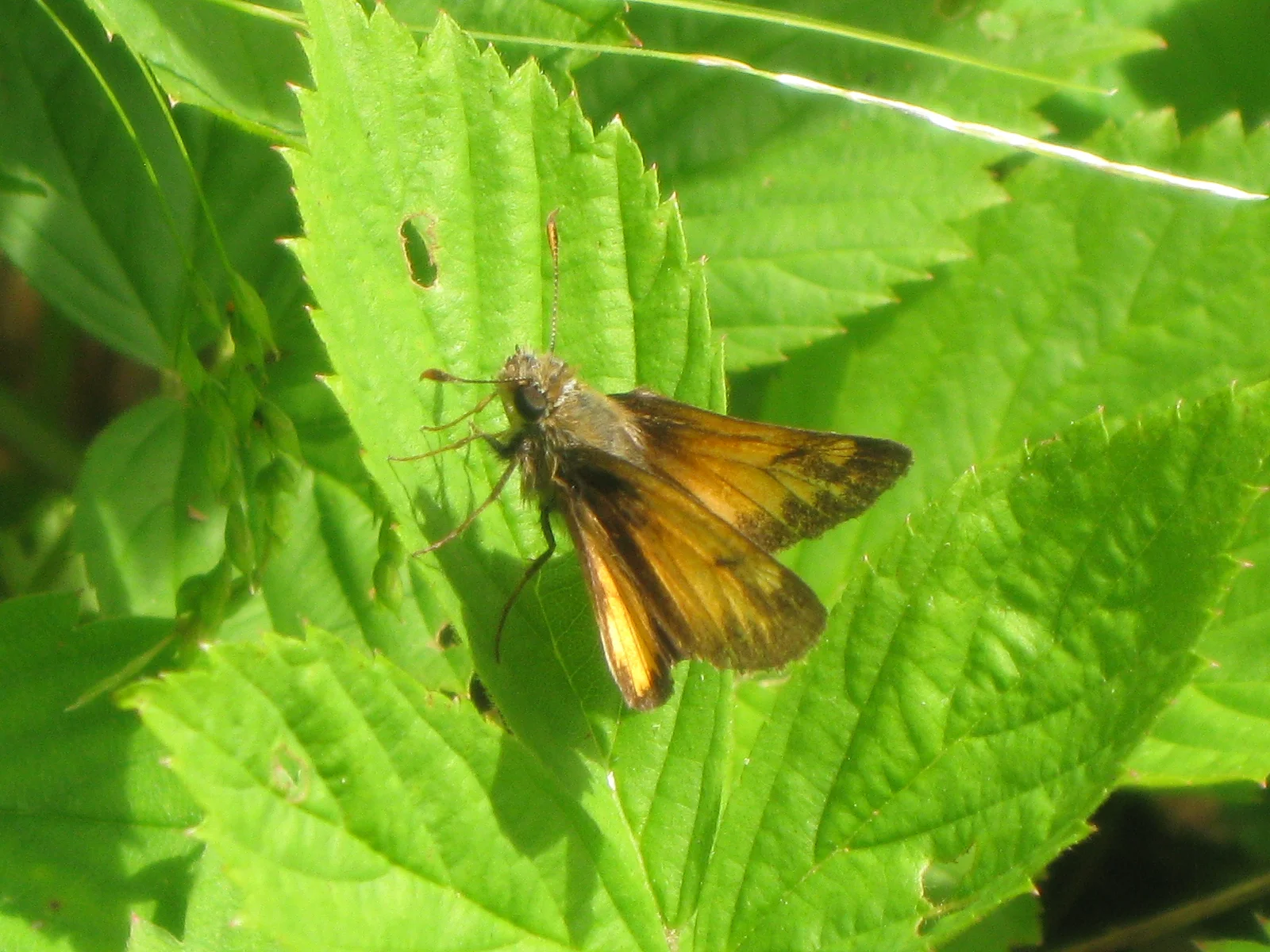 Hobomok Skipper
